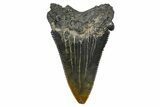 Serrated Angustidens Tooth - Megalodon Ancestor #370065-1